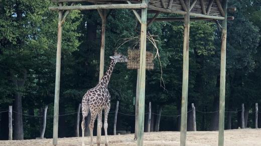 Zoo Lešná, Zlín, žirafa