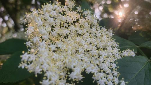 Květ bezu černého