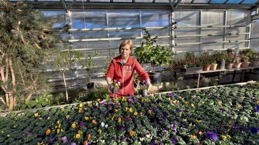 Odborná učitelka Marie Vojáčková a záplava macešek ve školním zahradnictví.