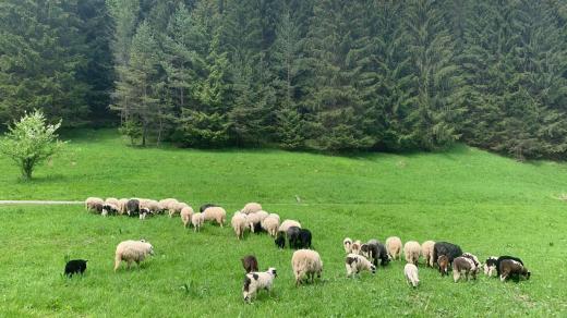 Louky by zarostly, kdyby se nespásaly. Věřím, že se časem ukáže, v čem je skutečný význam valašek, odhaduje Petr Kompiš