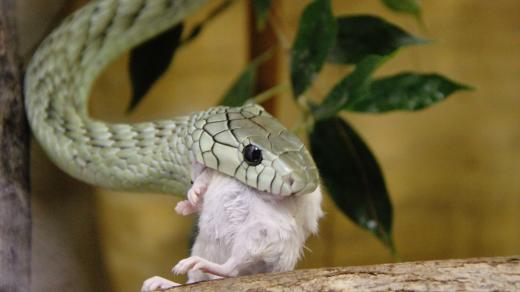 Mamba zelená