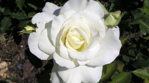 'J. F. Kennedy' F
