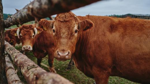 Skot plemene limousine