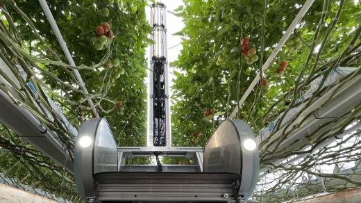 Mezi řádky rajčat se Fravebot pohybuje na systému kolejnic