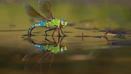 Miluji fotografování orosených vážek v ranním jemném světle