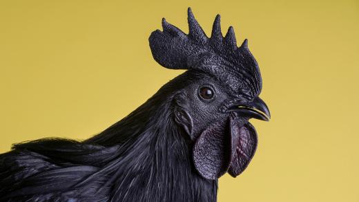 Kohout cemanský vypadá děsivě, ale má snášenlivou povahu