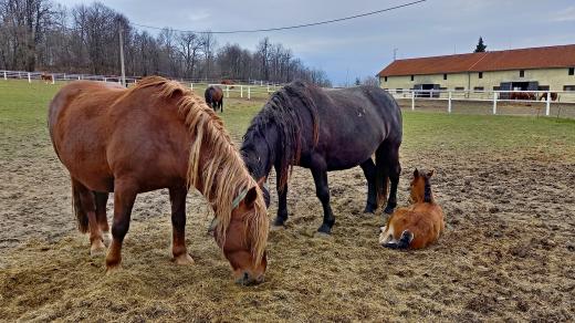 Ve stájích statku Františkův dvůr v Klokočově u Vítkova n oPAVSKU