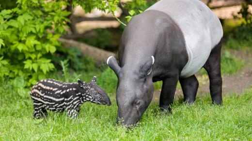 Tapír čabrakový z pražské zoo slaví měsíc