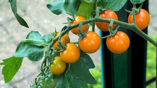 Oranžová odrůda rajčat Sungold má velmi chutné a sladké plody