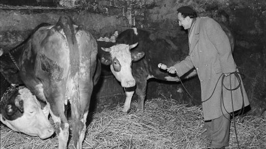 Ilustrační foto (reportáž z JZD, 1950)