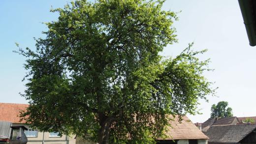 Památná hrušeň v Kralicích nad Oslavou