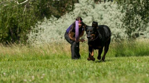 Srdcovým plemenem Ivany Paštové je beauceron
