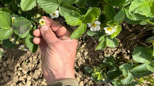 Černé květy neznačí nic dobrého. Z nich už jahody nevyrostou