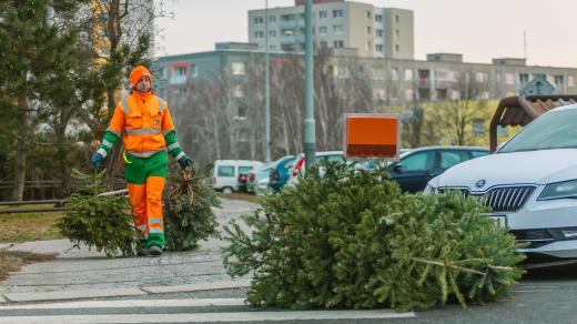 Pražské služby likvidují vánoční stromky