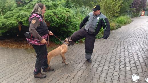 Výcvik belgických psů malinios, kteří umí vyhledat pytlácké úlovky