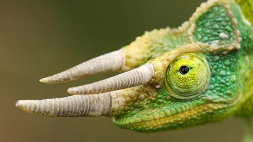 Chameleon třírohý