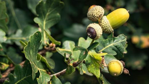 Dubová větvička se žaludy