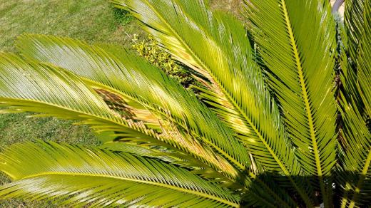 Cycas revoluta můžeme letnit, ale opatrně, aby mu prudké slunce nepoškodilo listy