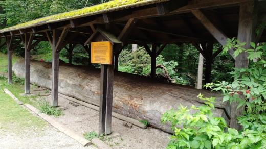 Vidlicový smrk u hlavního vstupu do pralesa