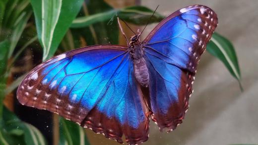 Morpho peleides - jeho krása vynikne za letu, při kterém se mění odstíny modré barvy dle toho, pod jakým úhlem na jeho křídla světlo dopadá