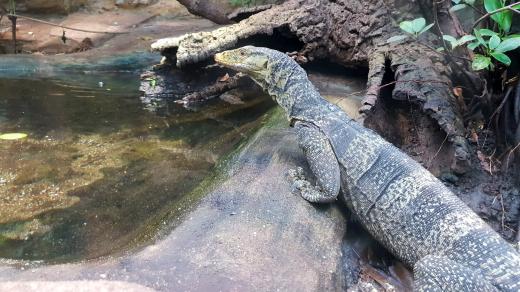 Varan plodožravý v Zoo Plzeň