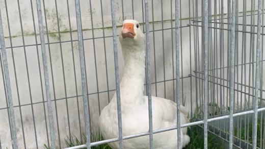 Chovatelská výstava