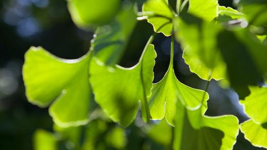Ginkgo biloba (jinan dvoulaločný)