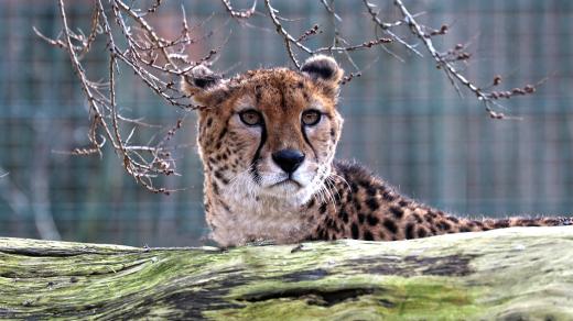 Gepard súdánský