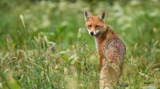 Liška obecná (Vulpes vulpes)