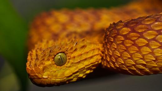 Zmije stromové v Safari Parku Dvůr Králové