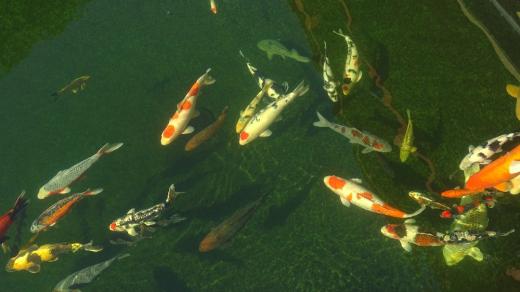 Koi kapři