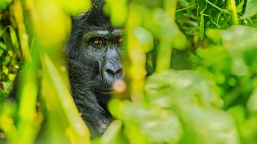 Národní park Bwindi - gorila horská v Ugandě