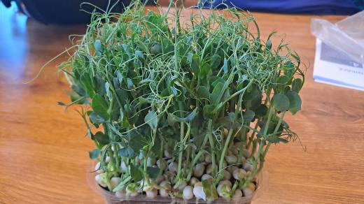 Microgreens