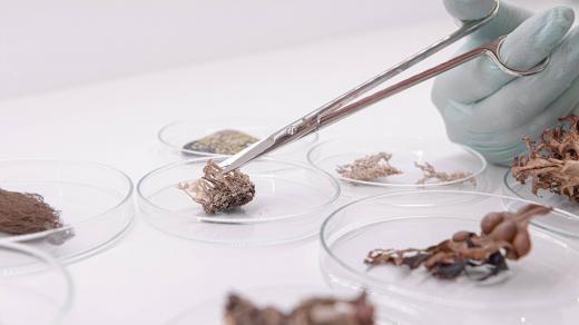 Odběr vzorku lišejníku