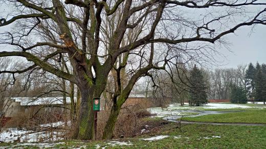 Dub tolerance a v jeho těsné blízkosti stará třešeň