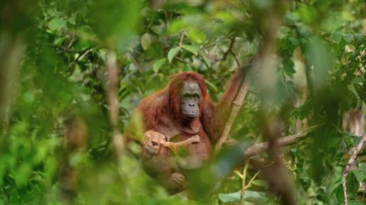 Fotografií roku 2018 a vítězem soutěže Czech Press Photo je snímek samice orangutana s umírajícím potomkem. Jeho autorem je Lukáš Zeman