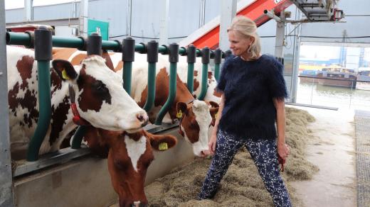 Krávy prý mořskou nemoc nemají. Mají výborné mléko a leskne se jim srst, daří se jim