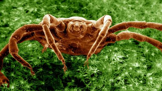 Klíště snímané elektronovým mikroskopem