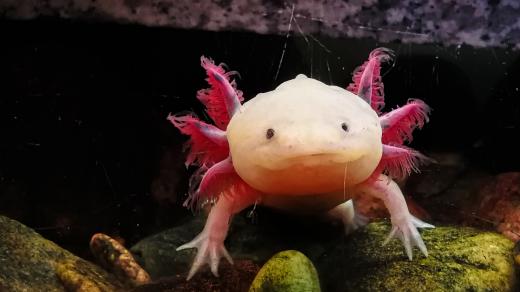 Axolotl mexický