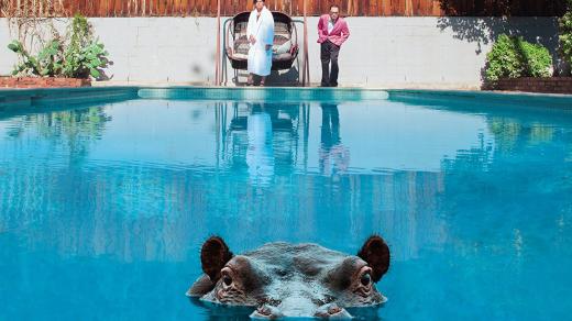 Sparks – Hippopotamus