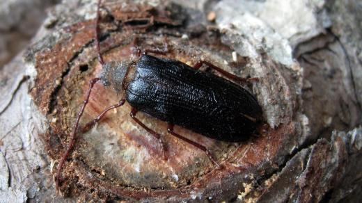 Trnoštítec horský je nejen velmi vzácný, ale také obrovský brouk dosahující velikosti až 3,5 cm