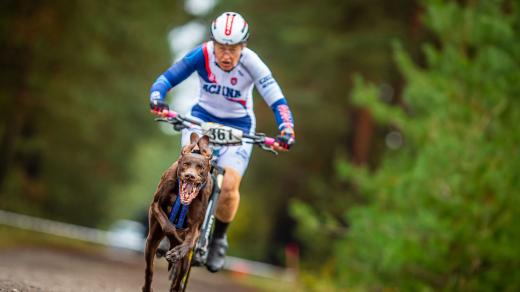 Ilona Erlebachová se věnuje individuálnímu mushingu, je mistryní světa v bikejöringu