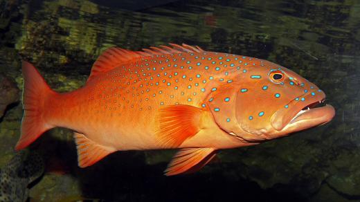 Kanic rudobřichý (Plectropomus maculatus)