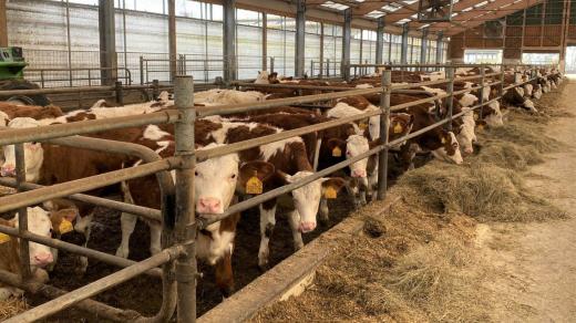Krávy na farmě v Malontech na Českokrumlovsku