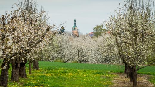 Lhenice