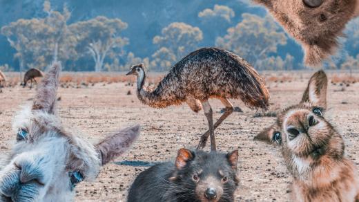 V Austrálii žije mnoho zvláštních zvířat