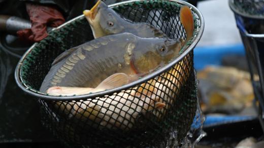 Kapři, ilustrační foto