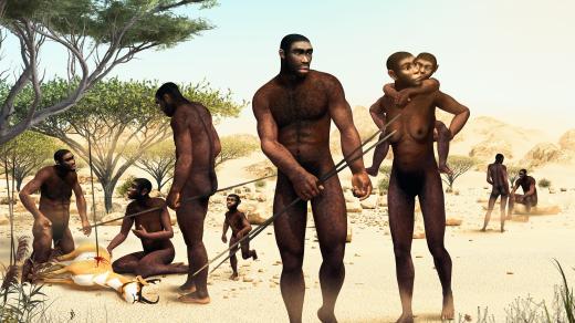 Homo erectus