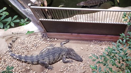 Krokodýlice Nessie, krokodýl Alex, Zoologická zahrada Jihlava