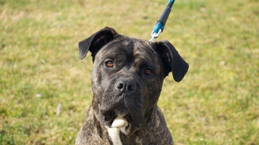 Roční fenka plemene cane corso Luna